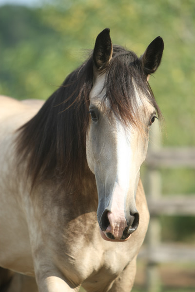 Buckskin Shire Horse